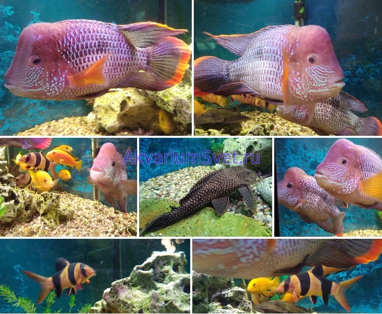 Коллаж - аквариумные рыбки